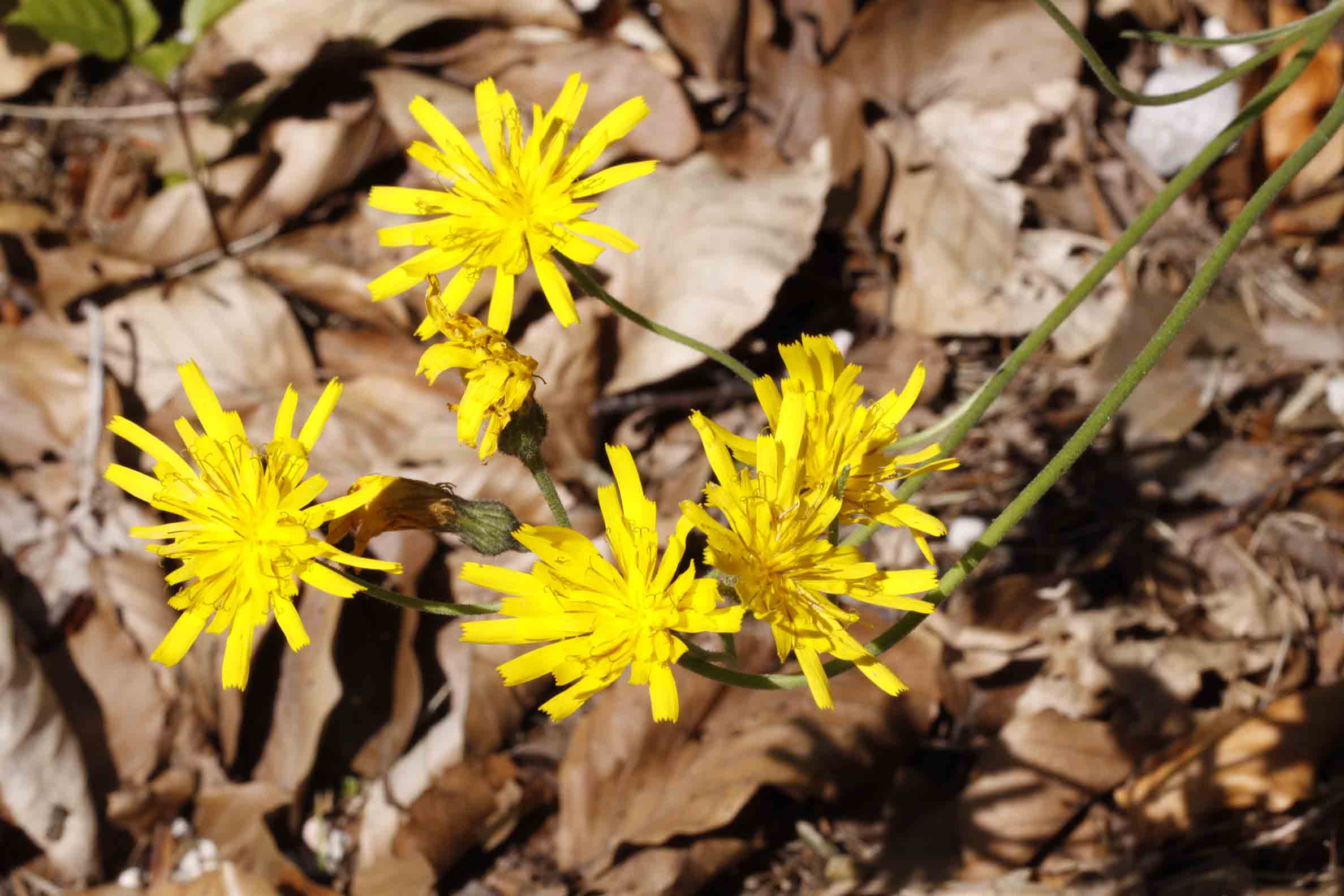 Hieracium sylvaticum ?